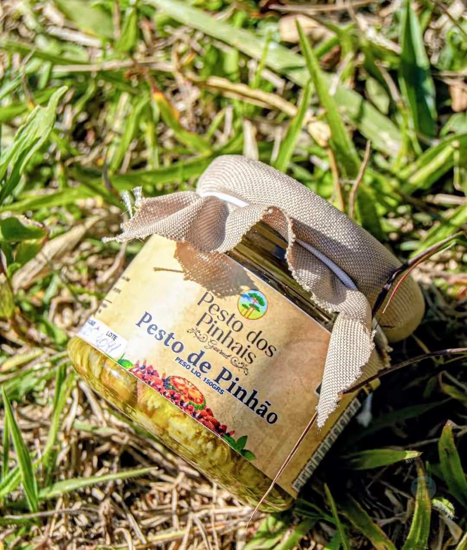 Pesto de Pinhão